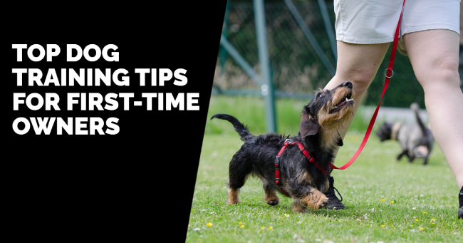 Top Dog Training Tips for First-Time Owners